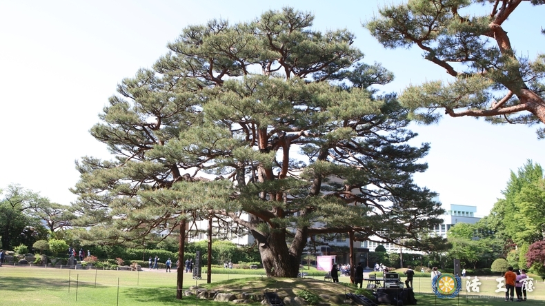 뒤쪽에서 바라 본 녹지원 소나무(사진=이정하기자)
