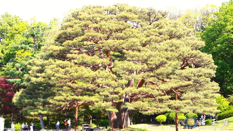  소나무의 수령이 310년, 나무의 높이가 16 m의 한국산 반송盤松이 자리를 잡고 있는 녹지원綠地園 의 소나무 이다. (사진=이정하기자)