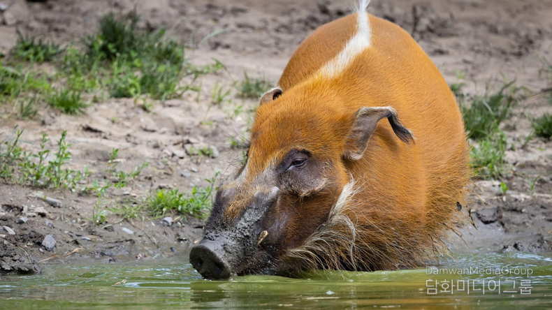 붉은강멧돼지 (Potamochoerus porcus)