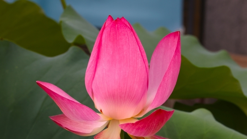 담화풍월 曇華風月 “고통은 지나가고, 정성은 남는다.”